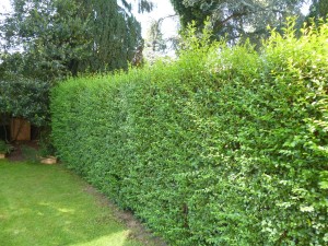 Hecke schneiden_vorher1